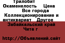 Трилобит Asaphus. Окаменелость. › Цена ­ 300 - Все города Коллекционирование и антиквариат » Другое   . Забайкальский край,Чита г.